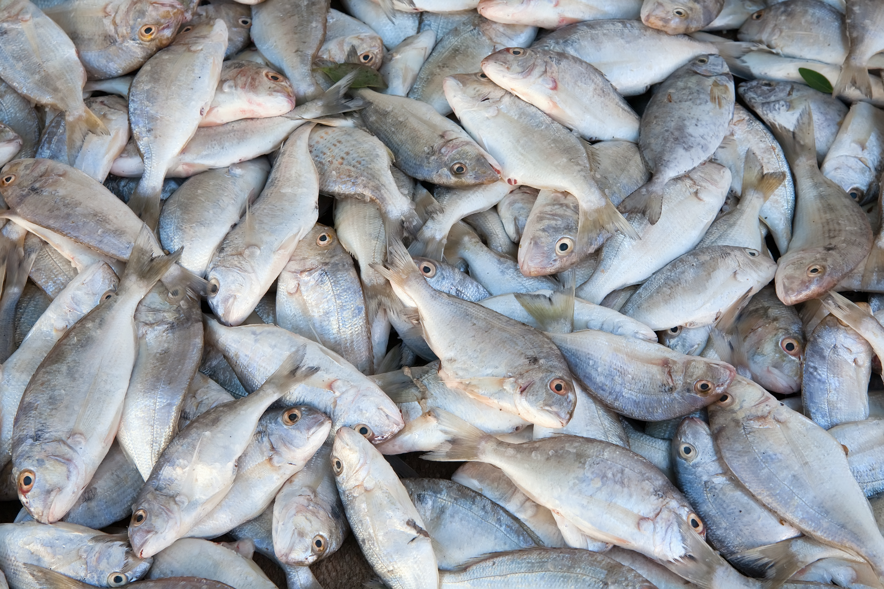 Production de poissons